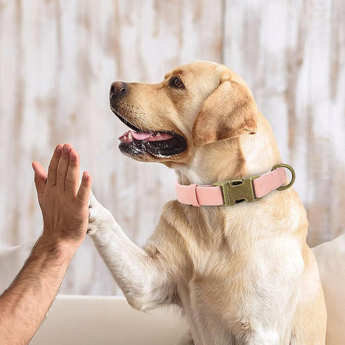 Didog Soft Leather Dog Collar, Durable Heavy Duty Dog Collars with Quick Release Metal Buckle, Adjustable Pink Dog Collar Leather for Large Medium...