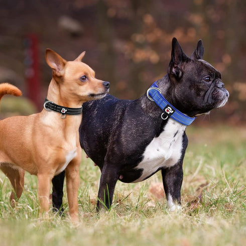 azuza 2 Pack Neoprene Padded Dog Collar for Small Dogs, Reflective Dog Collar with ID Tag Ring, Adjustable Safe and Comfy Dog Collars,Royal Blue/B...