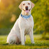 Martingale Collar for Dogs, No-Slip Escape Proof Choke No Pull Cinch Soft Nylon Dog Training Collars Adjustable for Small Medium Large Breed Pet D...
