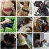 Rhinestone Dog Collar, Bling Rhinestone PU Leather Crystal Diamond Pet Dog Cat Puppy Collar Black S M L XL (XS, Green)...