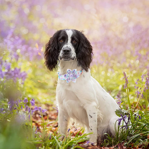 Lionheart Glory Dog Collar, Purple Dog Collar with Flower, Cute Floral Pattern Pet Collar Adjustable Dog Collar for Large Dogs...