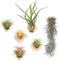 MITIME Air Plants Holders-Real Wood Live Air Plant Holders.Rustic Air Plant Stand,Wall-mounted to save space.(Plants not included)(Mix Set of 6)...