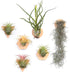 MITIME Air Plants Holders-Real Wood Live Air Plant Holders.Rustic Air Plant Stand,Wall-mounted to save space.(Plants not included)(Mix Set of 6)...