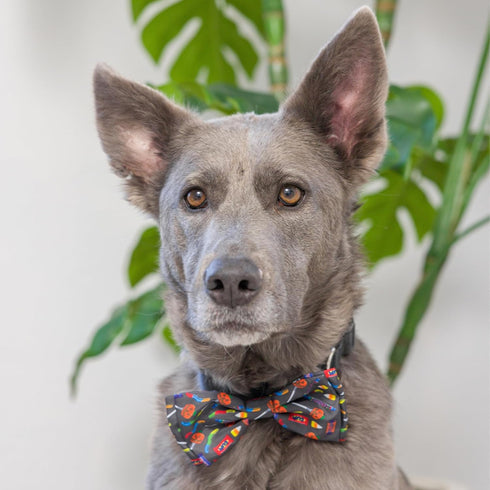 Huxley & Kent Bow Tie for Pets | Creepy Candy (Large) | Halloween Hook & Loop Bow Tie Collar Attachment | Fun Bow Ties for Dogs & Cats | Cute, Com...