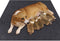 Whelping Box Liner Mat,Washable and Reusable Puppy Pad,Premium Absorbent Urine pet Mat,Under The Dog Crate Mat,Protect Your Floor, Furniture or An...