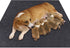 Whelping Box Liner Mat,Washable and Reusable Puppy Pad,Premium Absorbent Urine pet Mat,Under The Dog Crate Mat,Protect Your Floor, Furniture or An...
