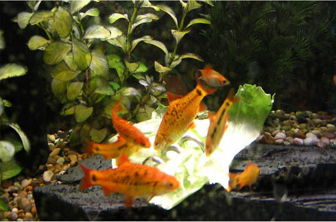 Fish tank vegetable feeder, aquarium vegetarian feeder, loach feeder, Malawi cichlid snail feeder, stainless steel sunken feeder 2PACK...