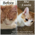 All-Purpose Balm for Cats & Dogs 1.5oz/43gr. With Veterinary Grade Chamomile and Lavender Essential Oils, Soothing Salve Aims to Protect & Allevia...