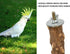 Large Bird Perch Stand, Natural Pepper Wood Bird Parrot Stand Branch, Wooden Bird Supply, Birdcage Accessories for Parrot Parakeet Cockatiels Conu...