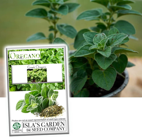 Greek Oregano Herb Seeds for Planting, 2500+ Seeds Per Packet, (Isla's Garden Seeds), Non GMO & Heirloom Seeds, Botanical name: Origanum vulgare, ...