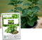 Greek Oregano Herb Seeds for Planting, 2500+ Seeds Per Packet, (Isla's Garden Seeds), Non GMO & Heirloom Seeds, Botanical name: Origanum vulgare, ...