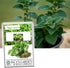 Greek Oregano Herb Seeds for Planting, 2500+ Seeds Per Packet, (Isla's Garden Seeds), Non GMO & Heirloom Seeds, Botanical name: Origanum vulgare, ...