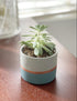 Assorted Nordic Cement Succulent Pots 3.5" Planters with Drainage | 3 Pack...