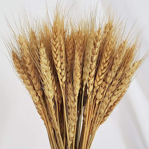 Wheat Stalks, 100Pcs Natural Ear of Wheat Grain Flowers for Home Dining Table Arrangement Flower Art Wedding Decoration...