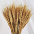 Wheat Stalks, 100Pcs Natural Ear of Wheat Grain Flowers for Home Dining Table Arrangement Flower Art Wedding Decoration...