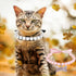 Dog Pearl Necklace, Small Dog Cat Diamond Dog Pearls Necklace Jewelry Pet Pearl Necklace Set Necklace Cute Fashion Pearl Collar Necklace for Dogs ...
