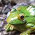 SING F LTD 2pcs Resin Frog Statue Animal Sculpture Indoor Outdoor Decor for Garden Patio Yard Micro Fairy Garden Ornaments and Flower Pots...