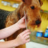 Dog Combs, Stainless Steel Pet Grooming Comb with Rounded Ends, Metal Pet Comb for Removing Tangles and Knots of Dogs, Cats and other Pets....