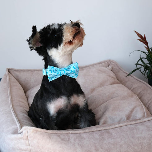 MR. CHUBBYFACE Summer Dog Collar Blue Collar with Bow Adjustable Dolphin Dog Collar Bowtie for Small Medium Large Dogs...