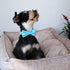 MR. CHUBBYFACE Summer Dog Collar Blue Collar with Bow Adjustable Dolphin Dog Collar Bowtie for Small Medium Large Dogs...