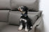 Lionet Paws Dog and Cat Collar with Bowtie Grid Dog Collar Plastic Buckle Light Adjustable Collars for Small Dogs Pets...