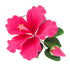 Global Sugar Art Hibiscus Sugar Cake Flowers Spray, Hot Pink Hawaiian Cake Flower Large, 1 Count by Chef Alan Tetreault...