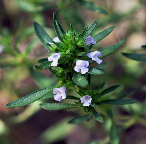 Seeds Sweet Summer Savory Medicinal Heirloom Herbs Non GMO for Planting...