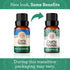 GuruNanda Eucalyptus Essential Oil -100% Pure, Natural and Undiluted Aromatherapy Oil for Diffusers - Aids in Congestion Relief - Perfect for Mass...