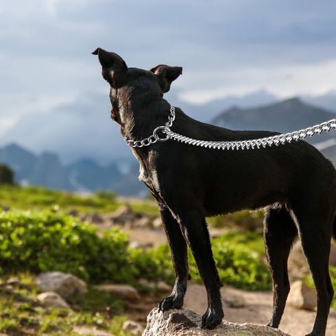 Metal Dog Leash, Integrated Dog Collar and Leash, 4ft Chew Proof Dog Chain Leash with P Chain Slip, Heavy Duty Sturdy Pet Dog Leash with Padded Ha...