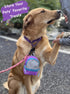 LLC Dog Backpack, Cat Backpack, Small Carrier | Clip on Harness or Leash, Fun Pet Treat Holder, Toy Bag, or Waste Dispenser | Dog Treat Training P...