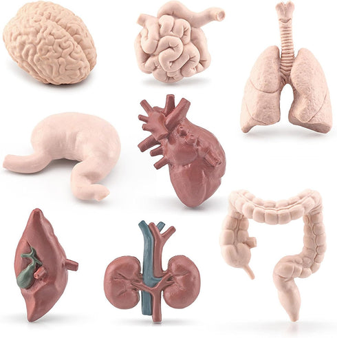 8 Piece Mini Human Organ Set Mini Human Body Model for Kids Mini Body Parts Sets 3D Human Anatomy Model Anatomy and Physiology Study Tools Student...