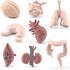 8 Piece Mini Human Organ Set Mini Human Body Model for Kids Mini Body Parts Sets 3D Human Anatomy Model Anatomy and Physiology Study Tools Student...