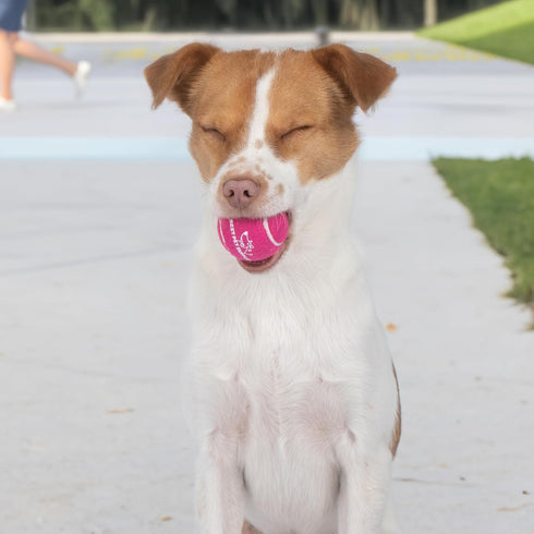 Best Pet Supplies Squeaky Tennis Toys for Dogs, 4-Pack, Heavy-Duty Interactive Pet Toys for Throwing and Fetching, Supports Exercise and Natural B...