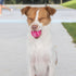 Best Pet Supplies Squeaky Tennis Toys for Dogs, 4-Pack, Heavy-Duty Interactive Pet Toys for Throwing and Fetching, Supports Exercise and Natural B...