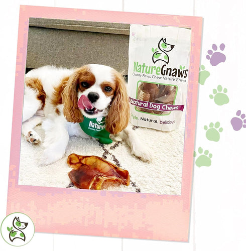 Nature Gnaws Pig Ears for Dogs - Premium Natural Pork Dental Chews - Thick Long Lasting Dog Chew Treats for Aggressive Chewers - Rawhide Free 8 Co...