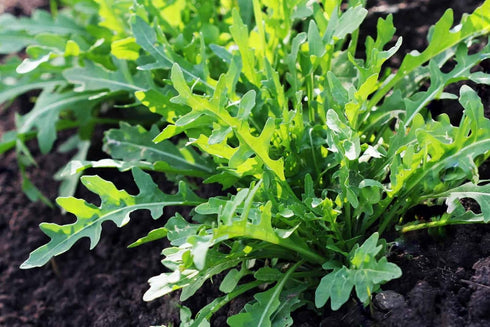 Arugula Seed, Arugula Sprouting Seeds, Microgreen, Sprouting, 4 OZ, Non GMO - Country Creek Acres Brand - High Sprout Germination- Juicing, Garden...