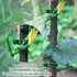 200 pcs plant climbing wall fixture clips, secured plastic plant clips for tomato plants, grape vine, cucumber plants, garden clips?Regular 1.02in...