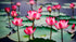 30 Mixed Miniature Water Lily & Lotus Seeds Vibrant Blooms for Bowls & Ponds Non-GMO, Indoor/Outdoor Water Garden in a Bowl or Pond...