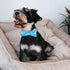 ARING PET Flamingo Dog Collar-Cotton Dog Collar with Bow, Adjustable Summer Bowtie Dog Collars Pet Collars with Metal Buckle...