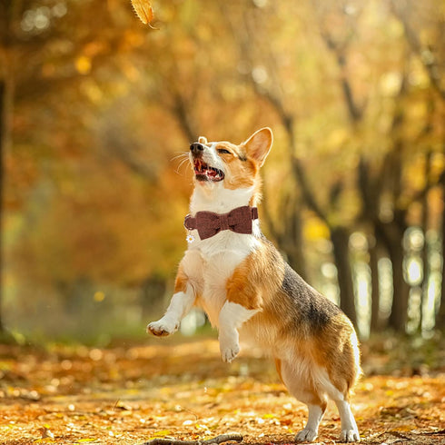 Elegant little tail Halloween Dog Collar with Bow - Herringbone Orange Dog Collar Bow Cotton Durable Bowtie Collar Pet Dog Collar for X-Large Dogs...
