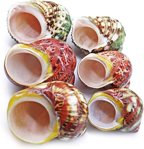 Unstained Natural Hermit Crab Shells Pearl Turbo Seashell for Décor, 3 Kinds 6 PCS Size 1.5" - 2", Opening 0.8-1" Hermit Crab Supplies...