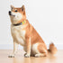 Star Wars for Pets Darth Vader Dog Collar, Small | Officially Licensed Yellow Dog Collar | Small Dogs with D-Ring, Cute Dog Apparel & Accessories ...
