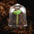 DOITOOL 10pcs Flower Pot Seedling Cover Mini Greenhouse Cover Plant Protect Cover Gardening Tool Plant Cover Cloche Plastic Cover Plant Nursery Ho...