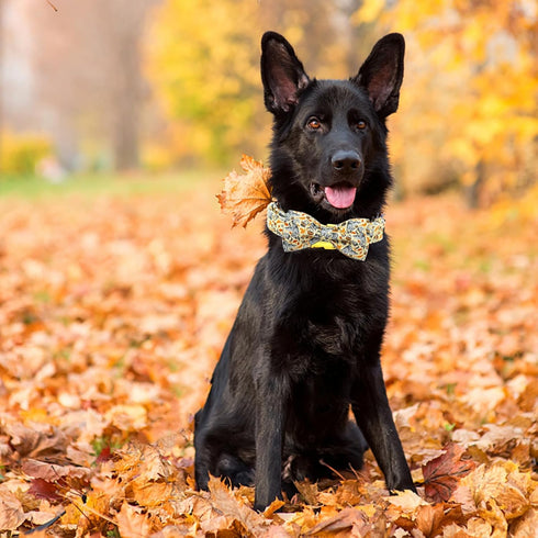 Elegant little tail Halloween Dog Collar, Fall Dog Collar Squirrels Holiday Pet Dog Collar Dog Bow Collar Pet Durable Adjustable Girl Boy Dog Coll...