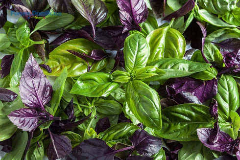 Seeds Indoor Basil Mix (Red, Purple and Green) Herb Heirloom for Planting Non GMO...