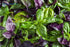 Seeds Indoor Basil Mix (Red, Purple and Green) Herb Heirloom for Planting Non GMO...