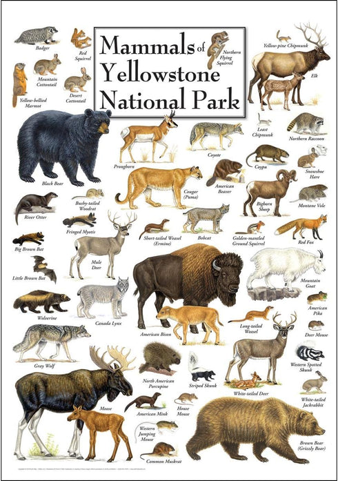 Earth Sky + Water - Mammals of Yellowstone National Park - Poster...