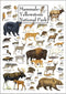 Earth Sky + Water - Mammals of Yellowstone National Park - Poster...
