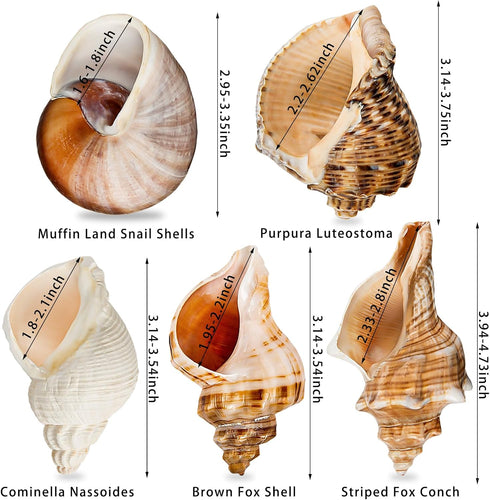 5PCS Extra Large Hermit Crab Shells | Natural Sea Conch Size 3" - 4.7", Opening Size 1.6" - 2.7" | Turbo Seashells for Hermit Crab Supplies and Be...