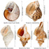 5PCS Extra Large Hermit Crab Shells | Natural Sea Conch Size 3" - 4.7", Opening Size 1.6" - 2.7" | Turbo Seashells for Hermit Crab Supplies and Be...